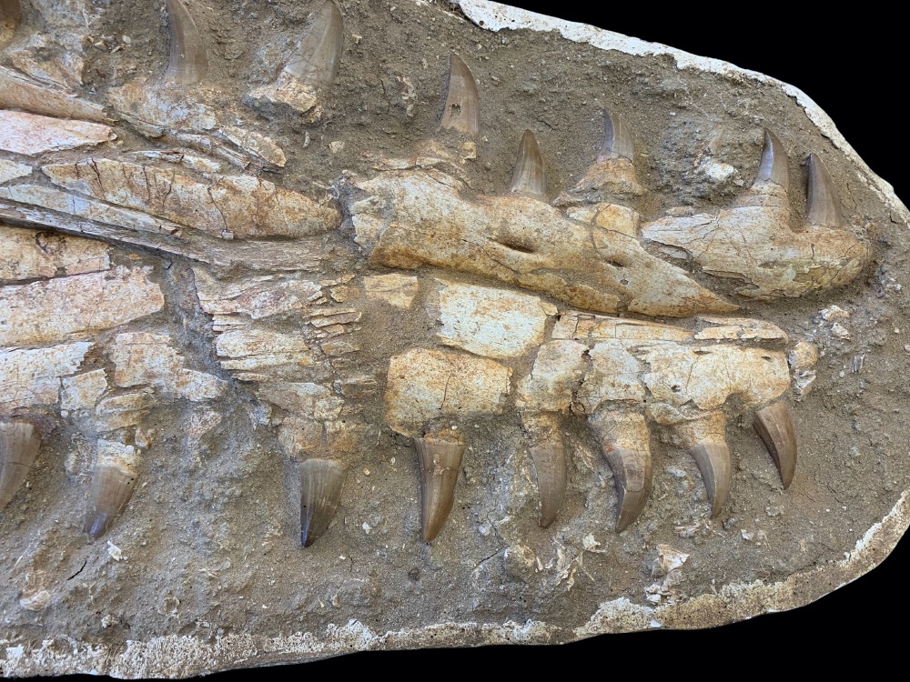 Mosasaur Jaw in Plaster Jacket - 3.66ft