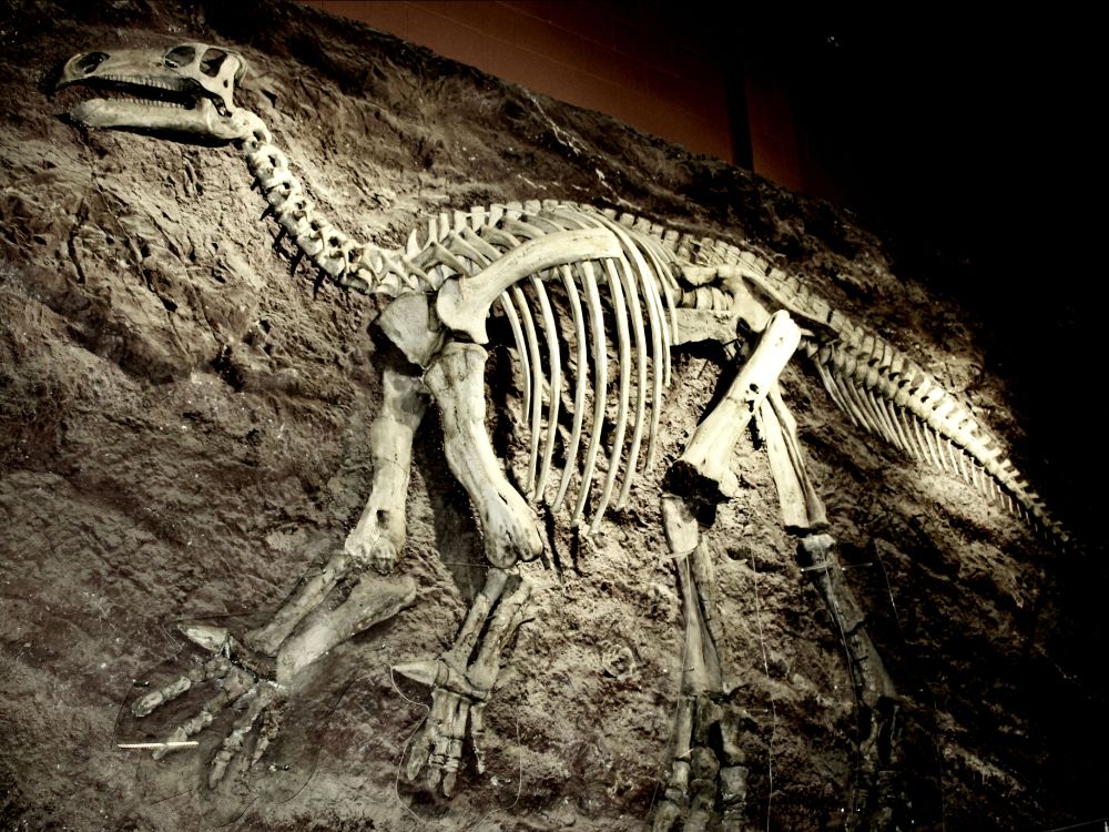 Iguanodontids