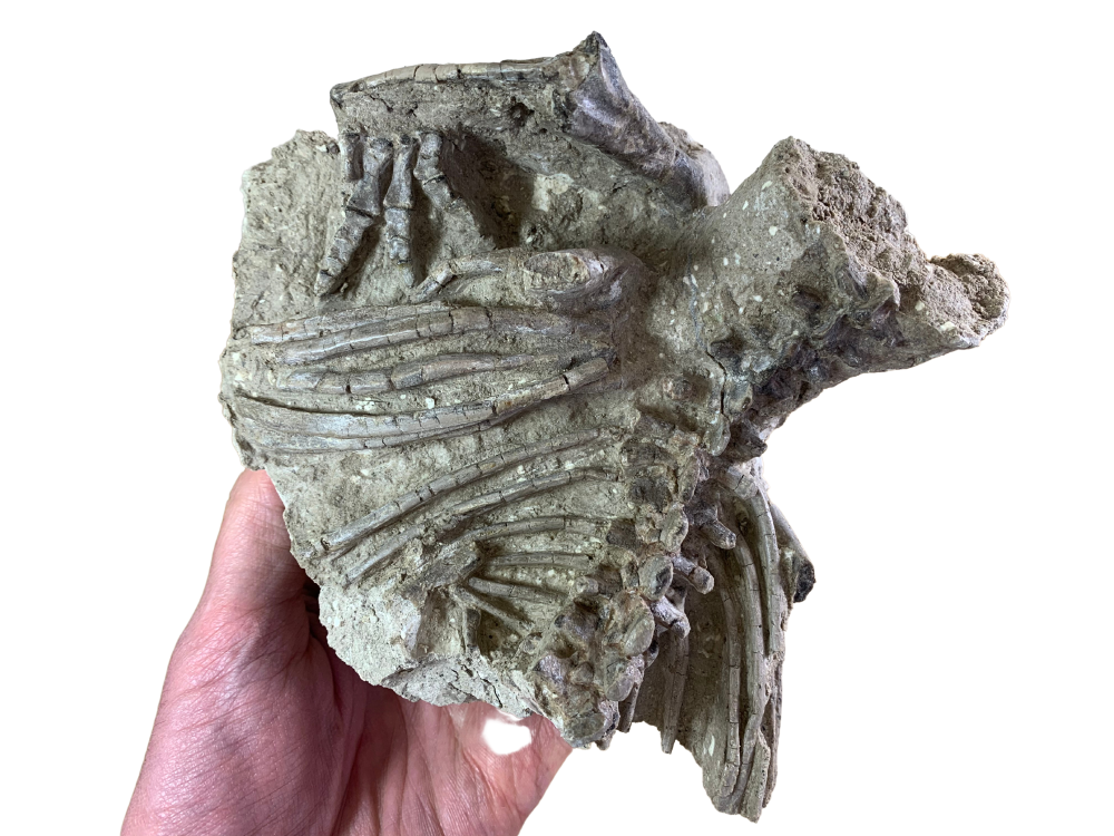 Jeholosaurus Partial Skeleton
