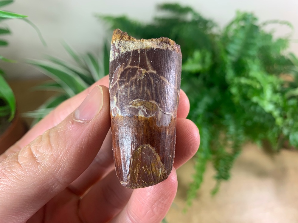 Spinosaurus Tooth - 2.06 inch #SP29