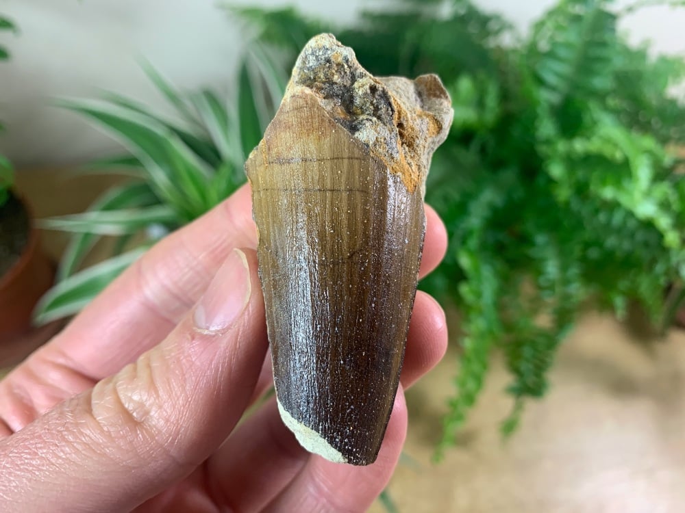 Spinosaurus Tooth - 2.13 inch #SP30