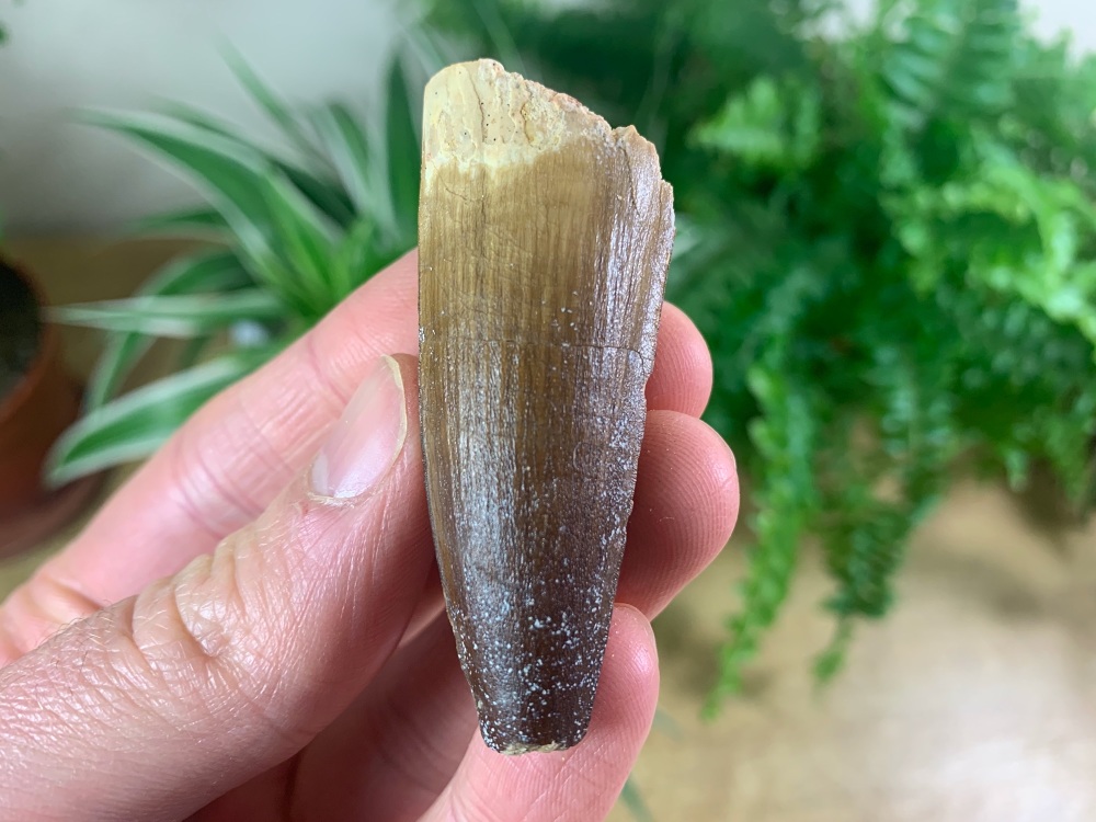 Spinosaurus Tooth - 2.25 inch #SP31