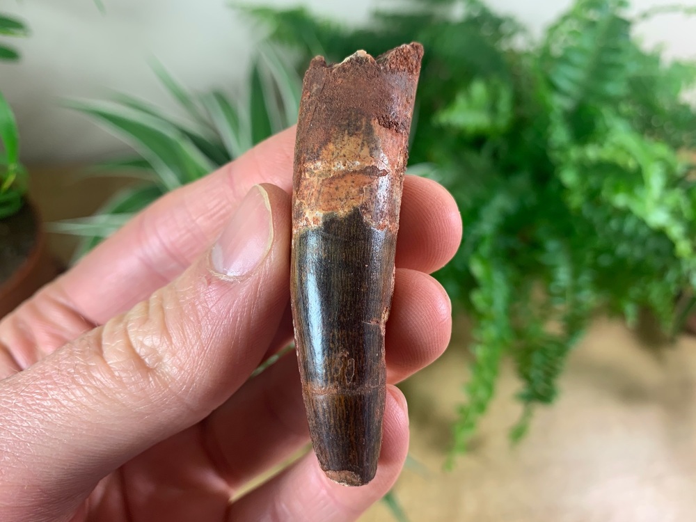 Spinosaurus Tooth - 2.56 inch #SP35