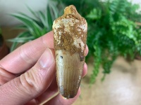 Spinosaurus Tooth - 2.38 inch #SP38