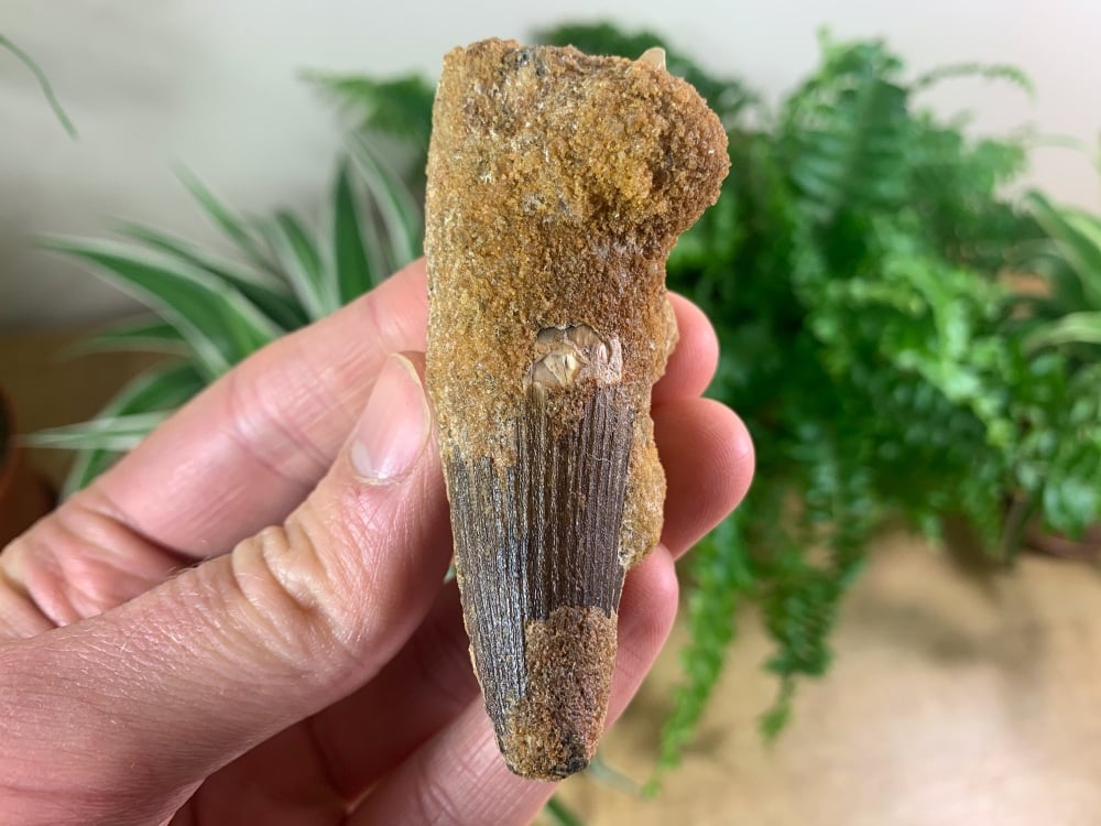 Spinosaurus Tooth - 2.88 inch #SP40