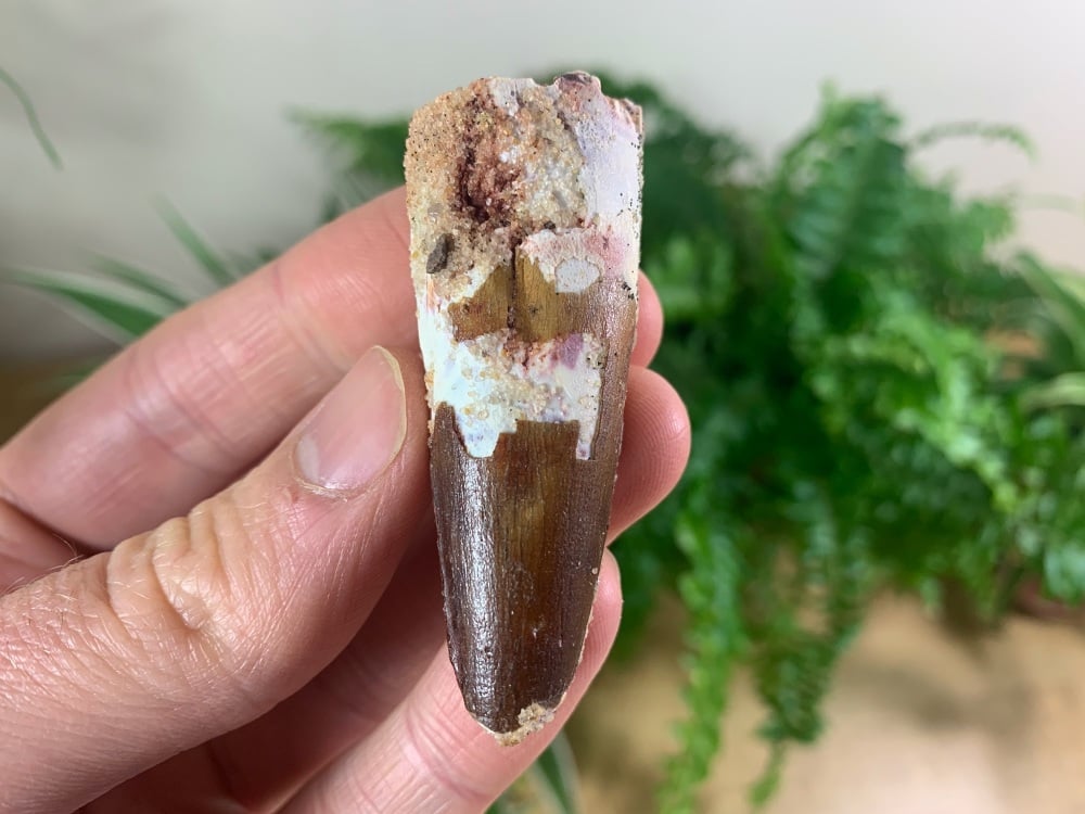 Spinosaurus Tooth - 2.38 inch #SP42