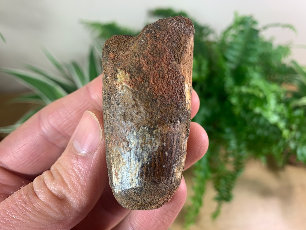 Spinosaurus Tooth - 2.25 inch #SP44