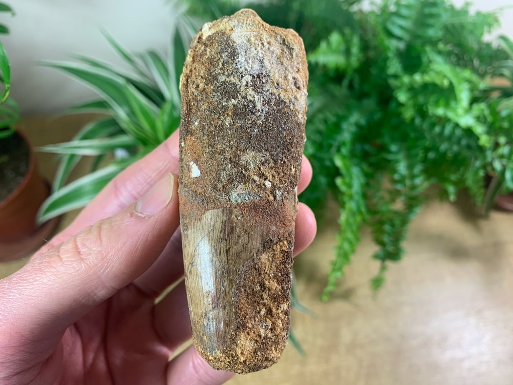 Huge Spinosaurus Tooth - 3.75 inch #SP45