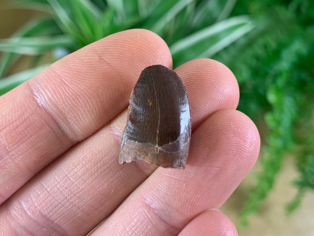 Carcharodontosaurus Tooth - 0.75 inch #CT15