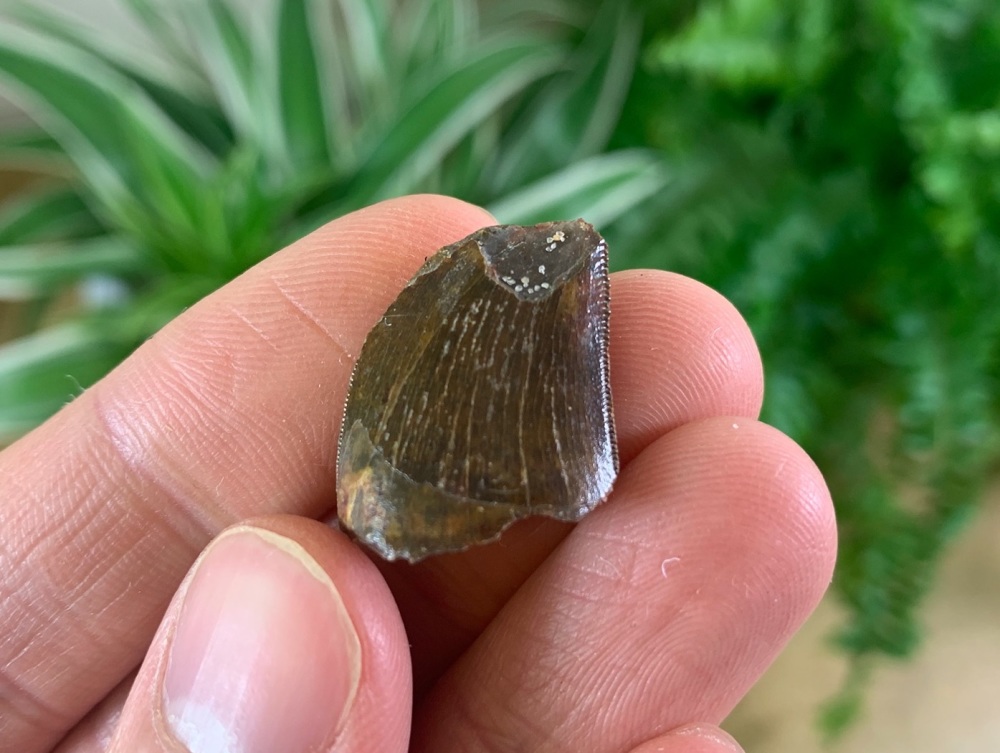 Carcharodontosaurus Tooth - 0.81 inch #CT18