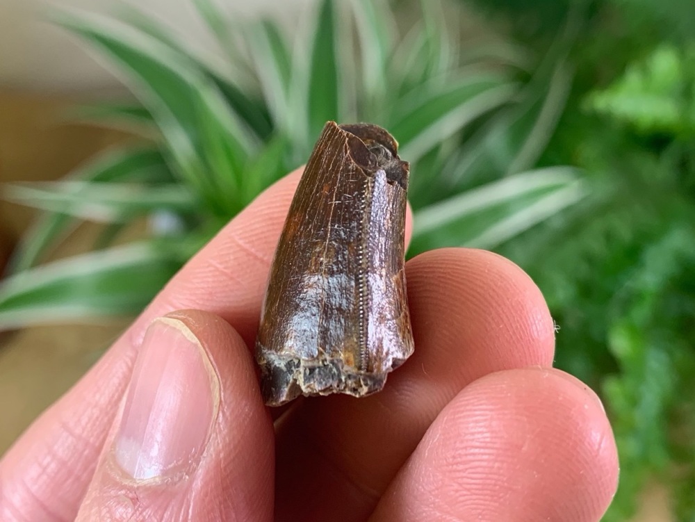 Carcharodontosaurus Tooth - 1 inch #CT22
