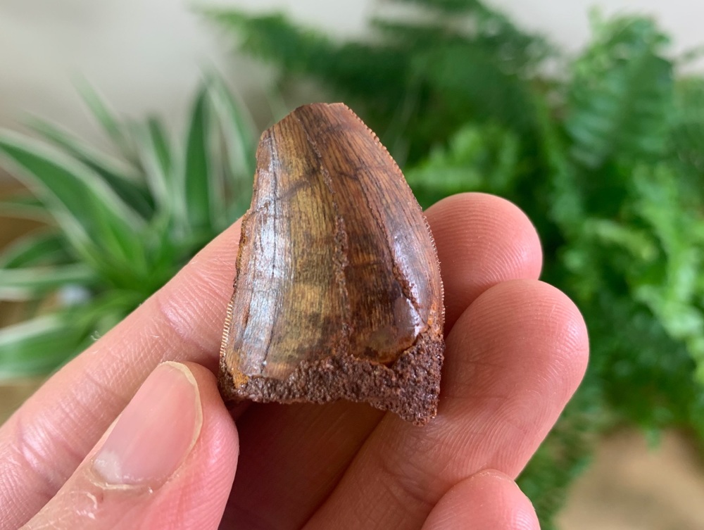 Carcharodontosaurus Tooth - 1.25 inch #CT24