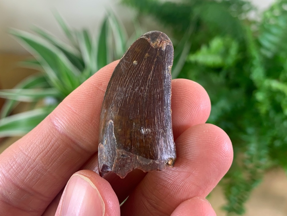 Carcharodontosaurus Tooth - 1.38 inch #CT25