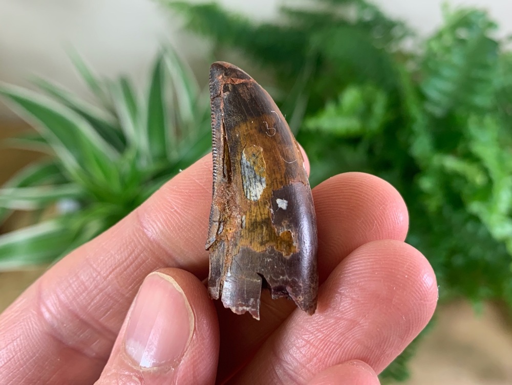 Carcharodontosaurus Tooth - 1.47 inch #CT26