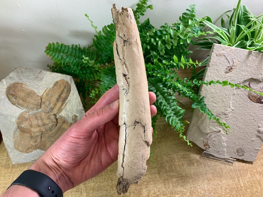 Woolly Mammoth Tusk (9.5 inches) #12