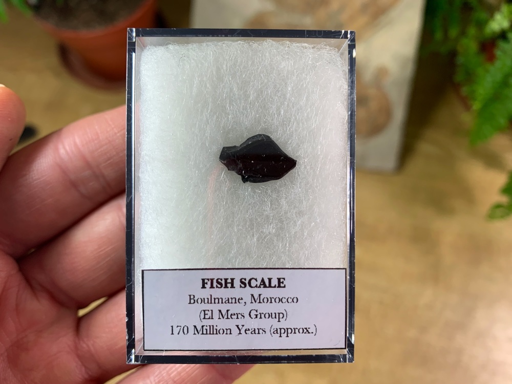 Fish Scale (Atlas Mountains)