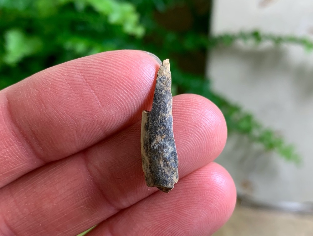 Partial Daspletosaurus/Gorgosaurus Tooth #06