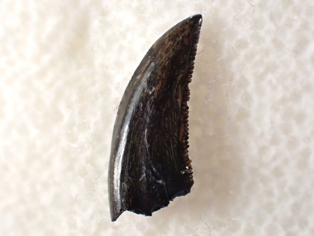 Saurornitholestes Dromaeosaur Tooth (Judith River Fm.) #05