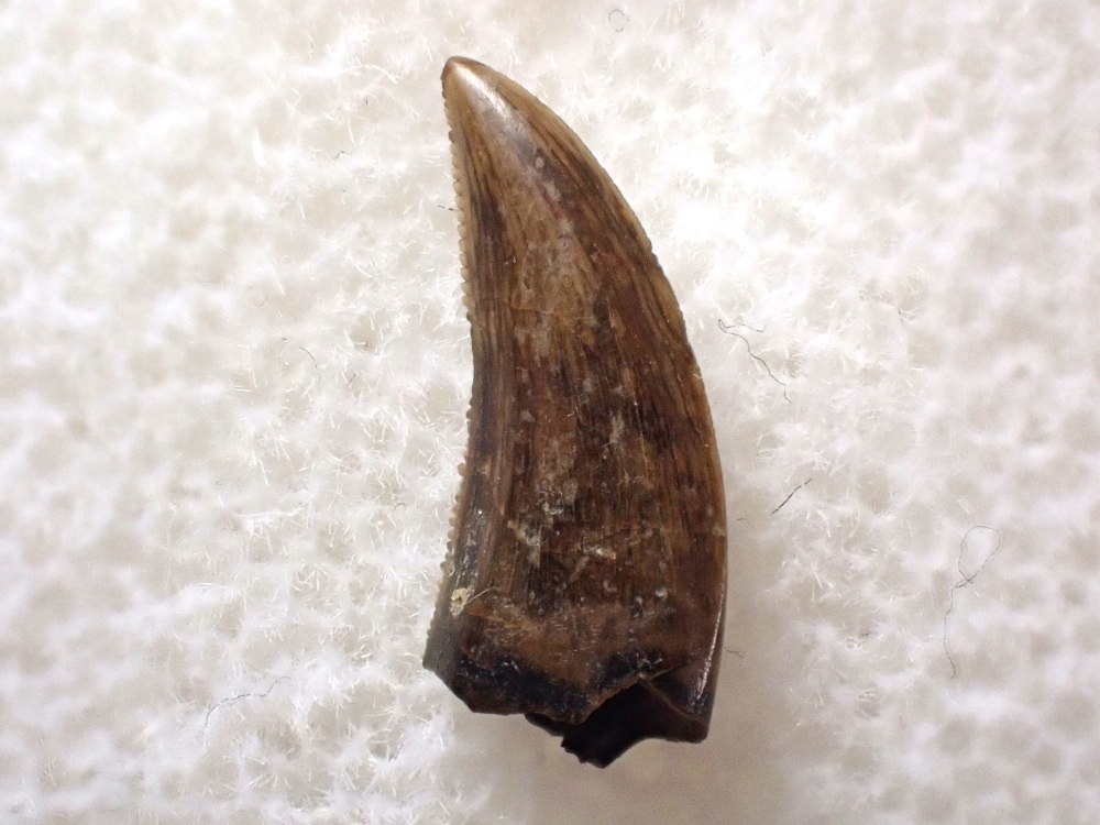 Saurornitholestes Dromaeosaur Tooth (Judith River Fm.) #06