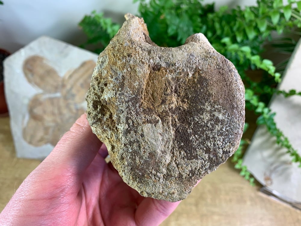 Dinosaur Vertebra (Judith River Fm.) #02