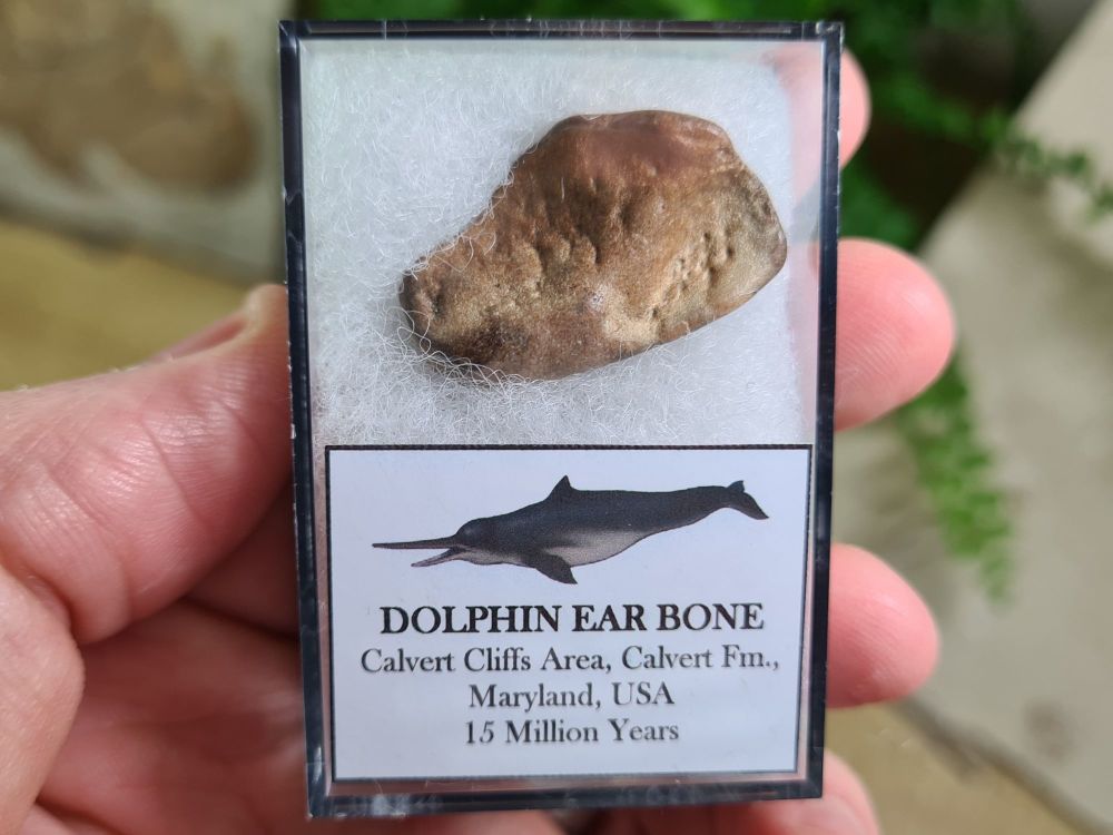 Dolphin Ear Bone #01