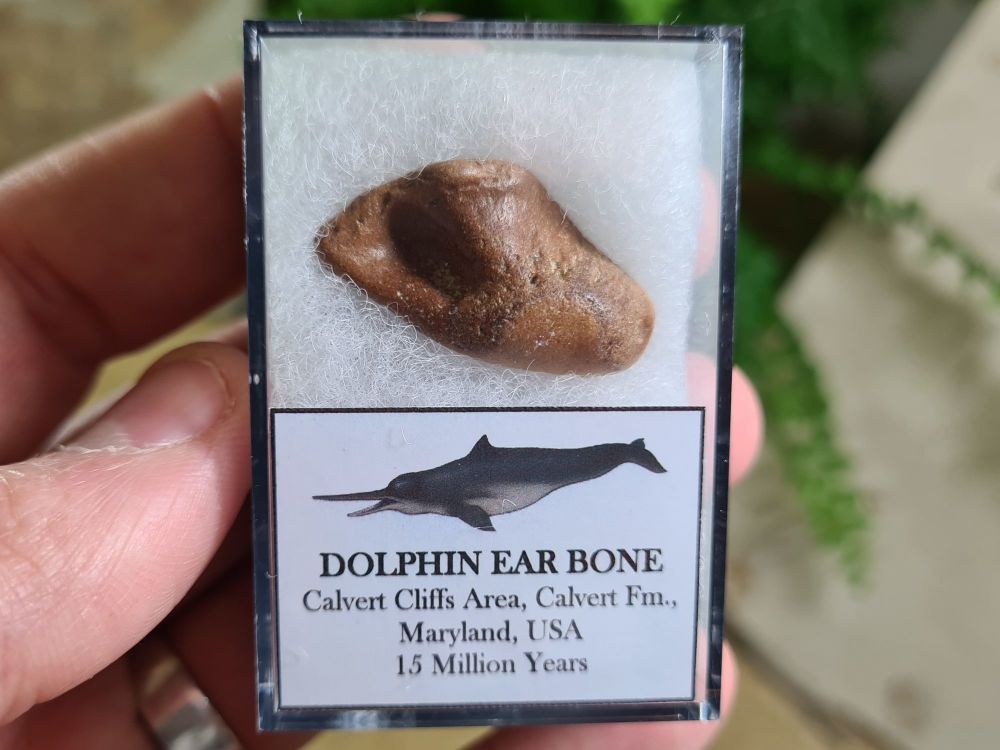 Dolphin Ear Bone #02