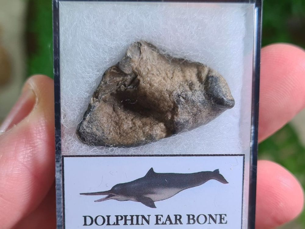 Dolphin Ear Bone #03