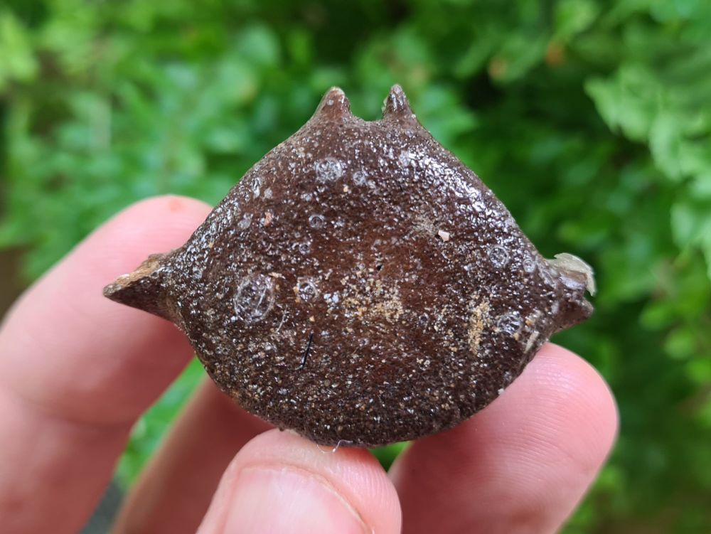 Dolphin Vertebra (North Sea) #02