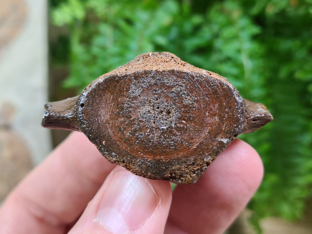 Dolphin Vertebra (North Sea) #03