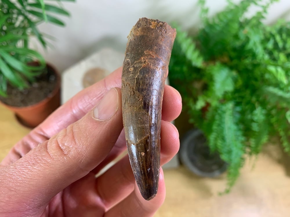 Spinosaurus Tooth - 2.63 inch #SP50
