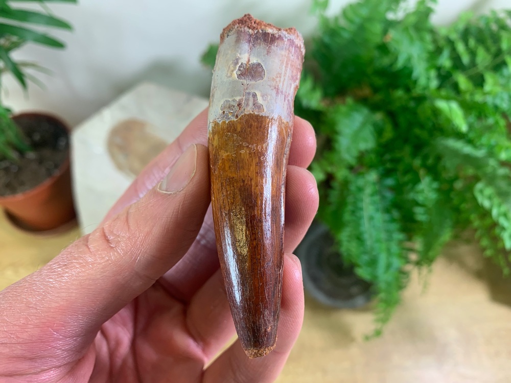 Spinosaurus Tooth - 3.19 inch #SP56