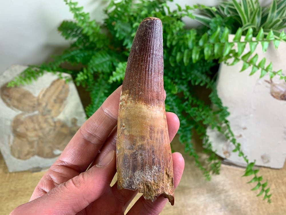 HUGE Spinosaurus Tooth - 4.63 inch #SP57