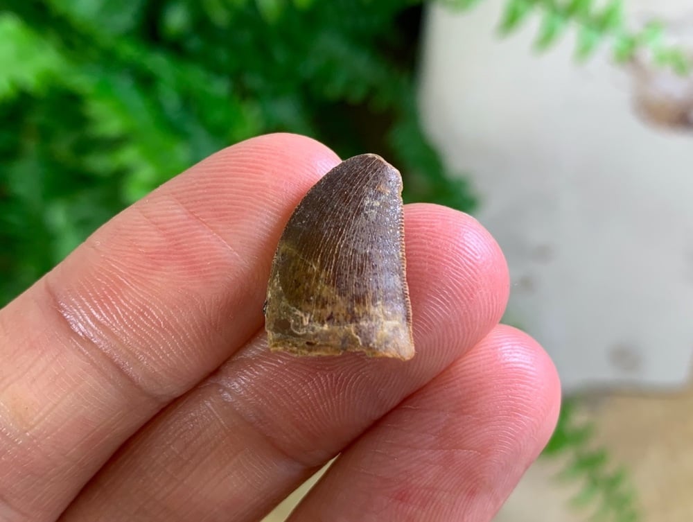 Carcharodontosaurus Tooth - 0.69 inch #CT50