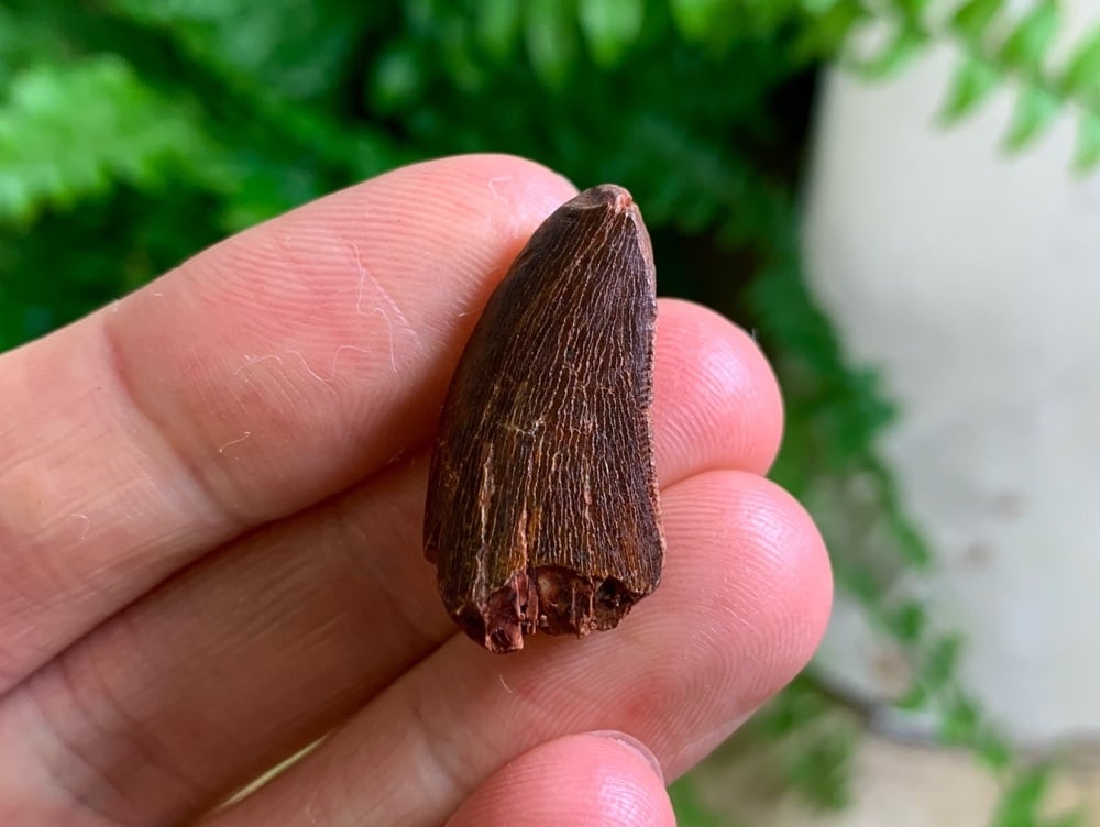 Carcharodontosaurus Tooth - 1 inch #CT51