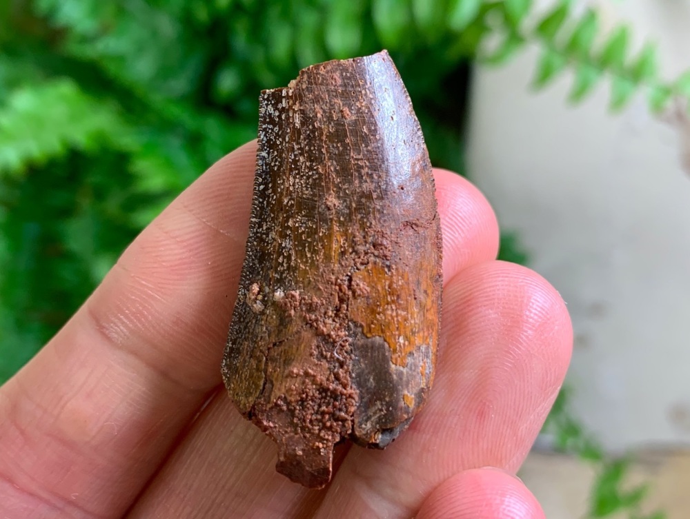 Carcharodontosaurus Tooth - 1.38 inch #CT52