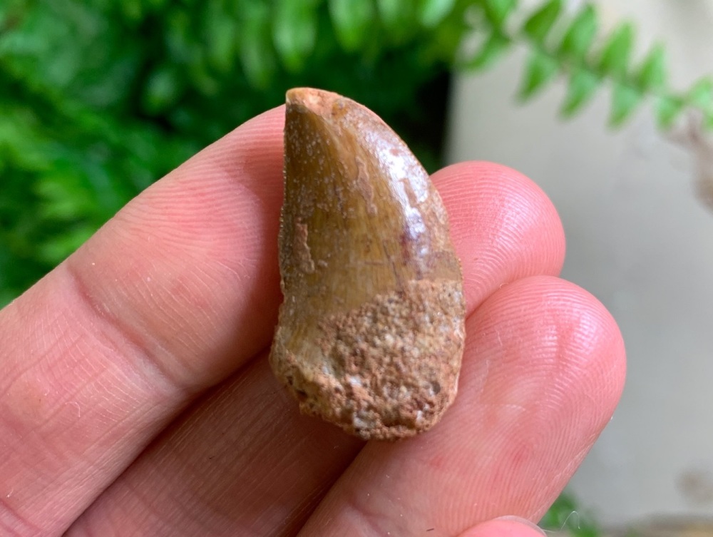 Carcharodontosaurus Tooth - 1.13 inch #CT53