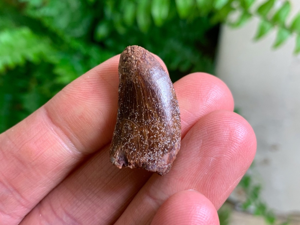 Carcharodontosaurus Tooth - 0.94 inch #CT54