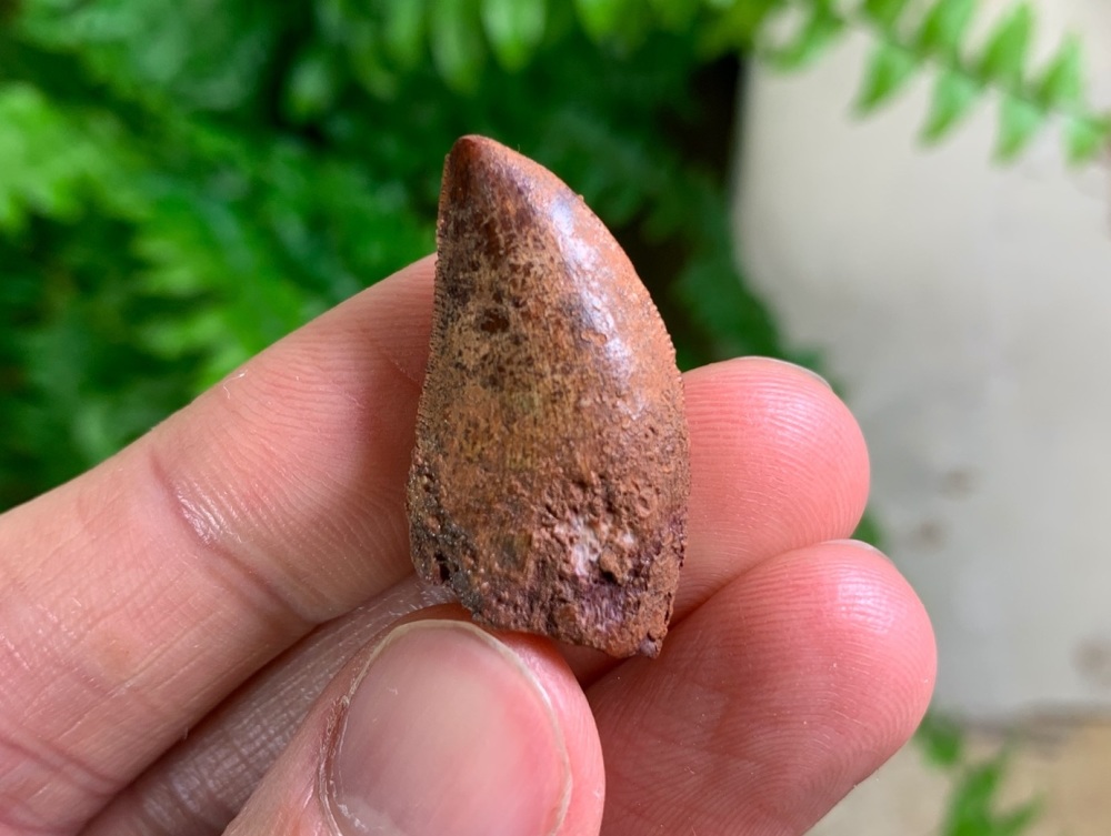 Carcharodontosaurus Tooth - 1.06 inch #CT57