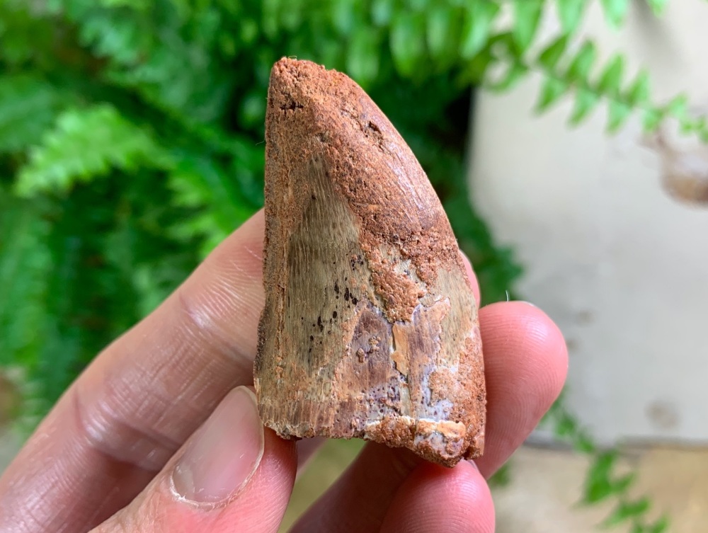 Carcharodontosaurus Tooth - 1.69 inch #CT60