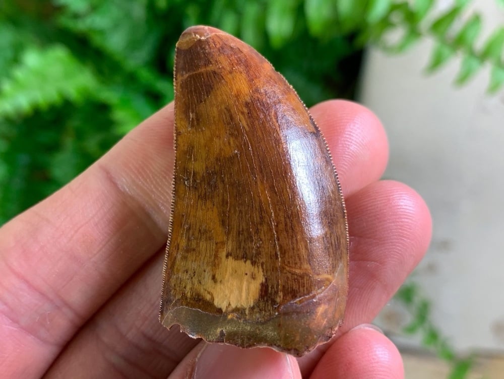 Carcharodontosaurus Tooth - 1.69 inch #CT62