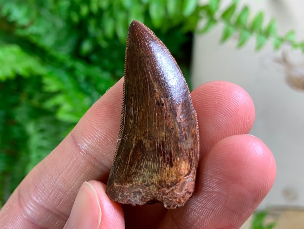 Carcharodontosaurus Tooth - 1.56 inch #CT63