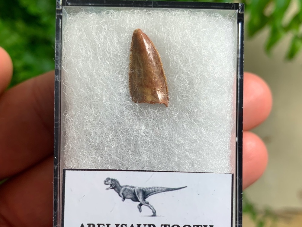 Abelisaur Dinosaur Tooth #AB06