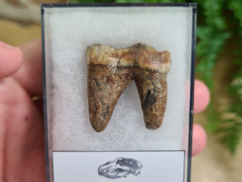 Ursus spelaeus Cave Bear Tooth (molar) #11