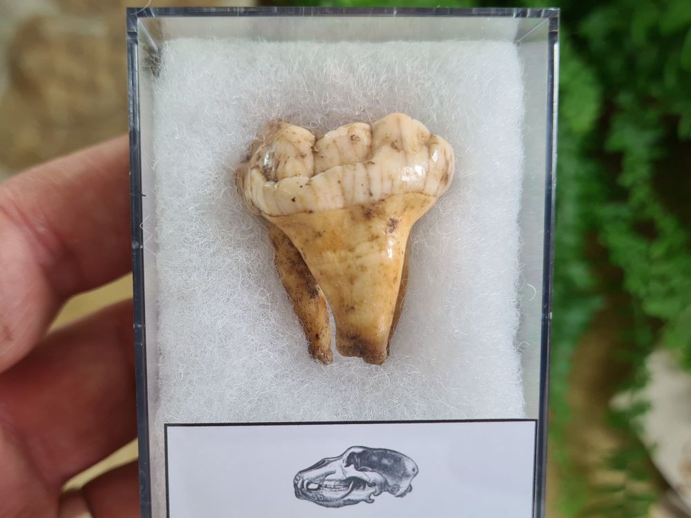 Ursus spelaeus Cave Bear Tooth (molar) #12