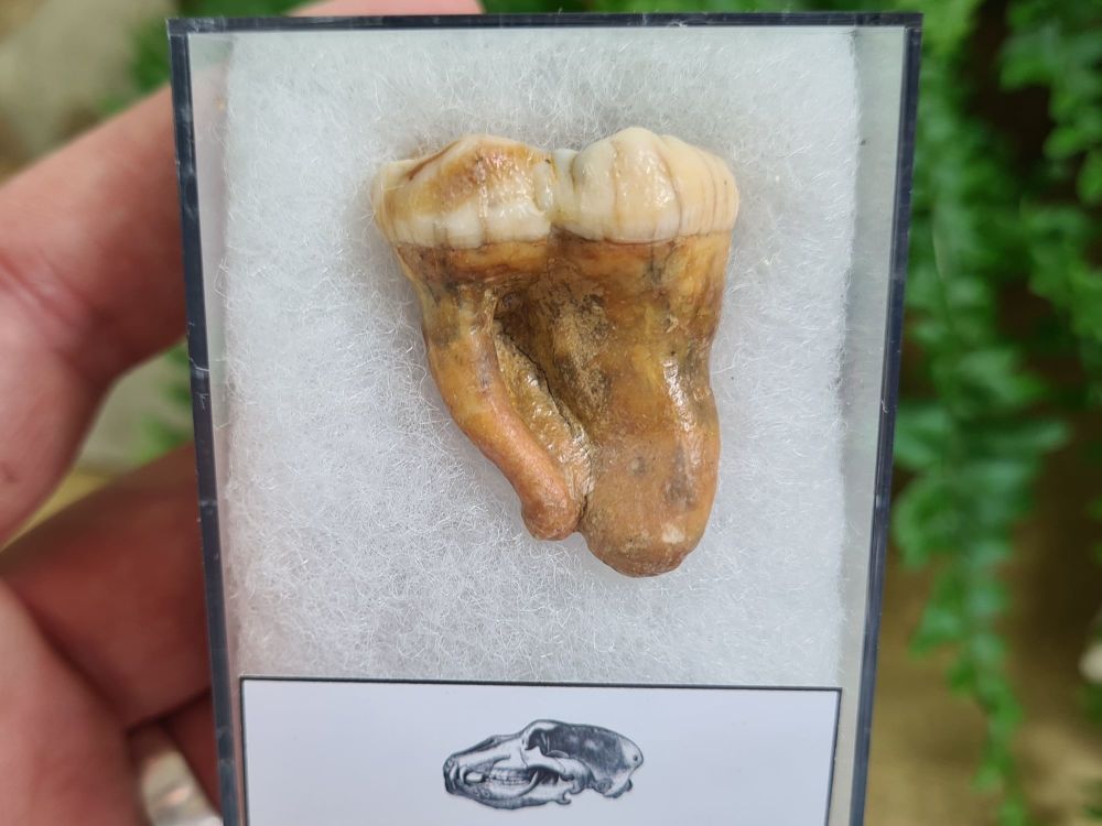 Ursus spelaeus Cave Bear Tooth (molar) #13