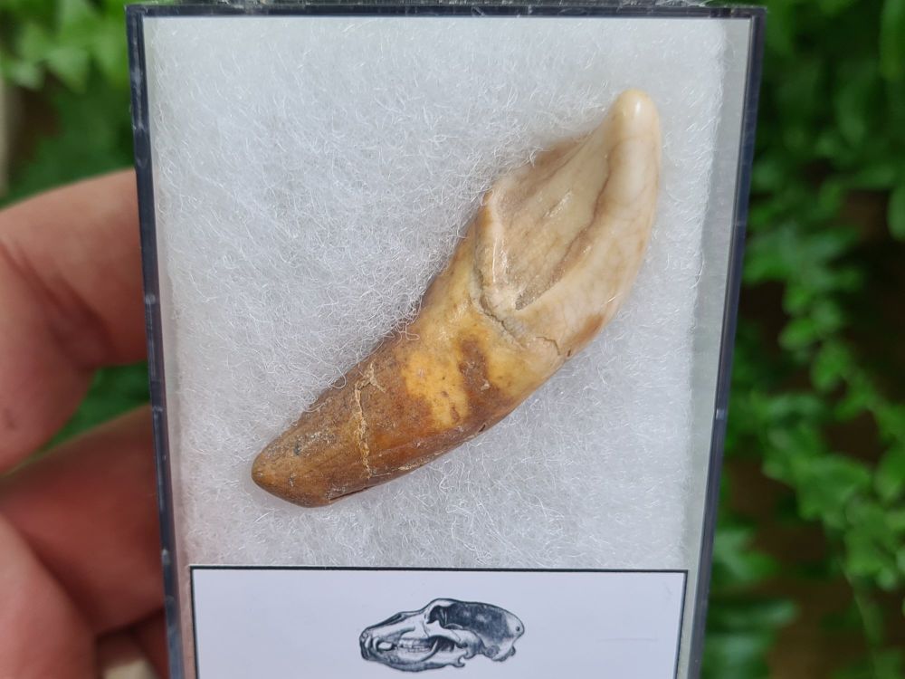 Ursus spelaeus Cave Bear Tooth (incisor) #16