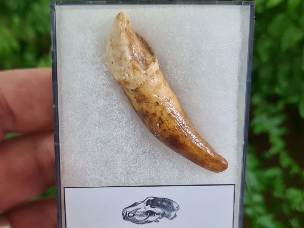 Ursus spelaeus Cave Bear Tooth (incisor) #17