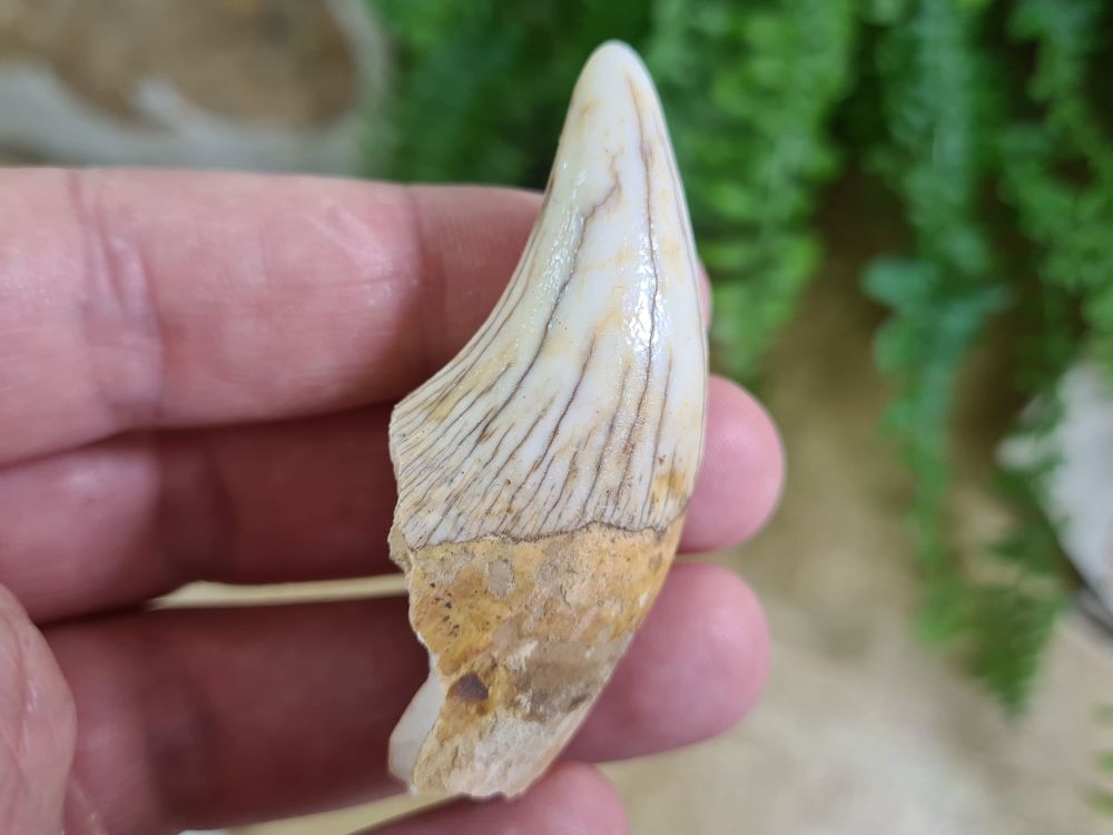 Ursus spelaeus Cave Bear Canine (2.36 inch) #19