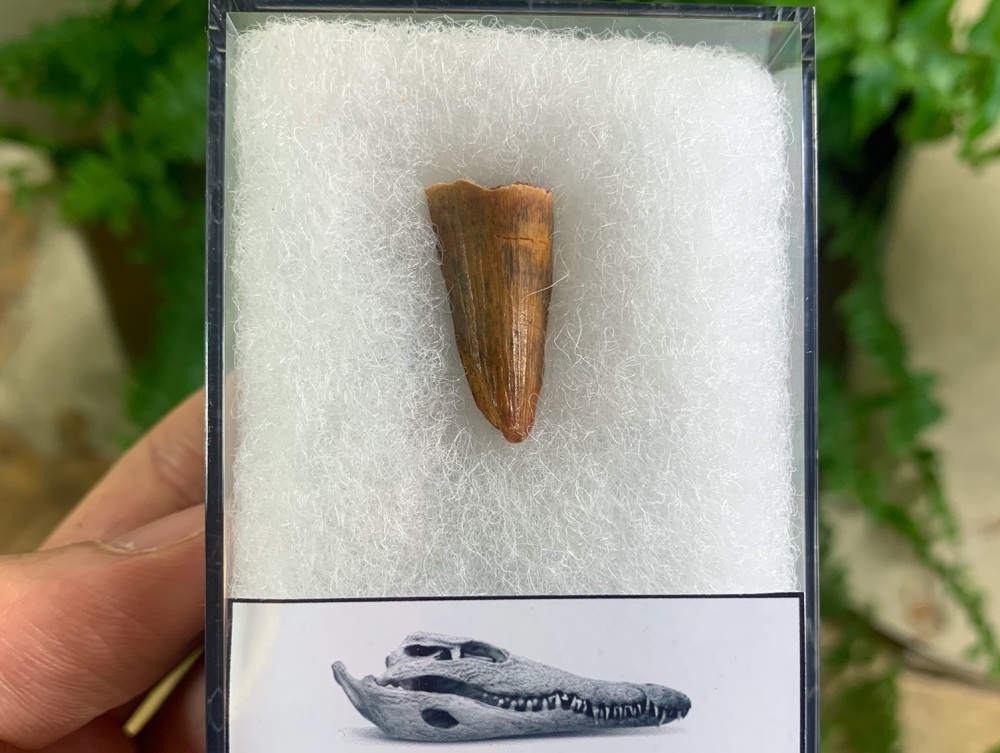 Crocodile Tooth (Kem Kem, Morocco) #01