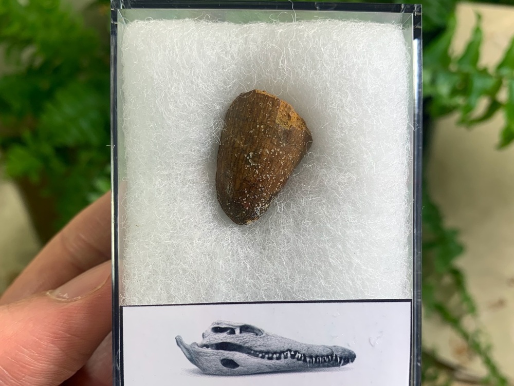 Crocodile Tooth (Kem Kem, Morocco) #02
